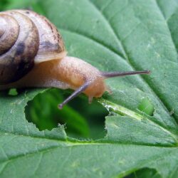 Snail HD Wallpapers