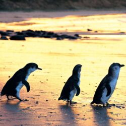 Penguins Wallpapers,Phillip Island Wallpapers