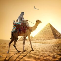 Desktop Wallpapers Camels Egypt Man Cairo Nature Desert Sand