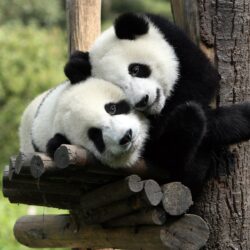 Pictures Giant panda bear Animals