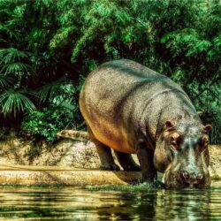 Hippo Wallpapers ,free download,