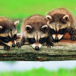 Raccoons Tag wallpapers: Grass Animals Raccoons Animal Picture With