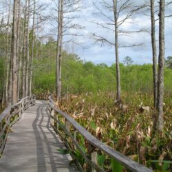 File:Audubon Society Corkscrew Swamp Sanctuary