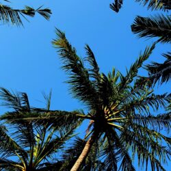 60+ Palm Tree Wallpapers