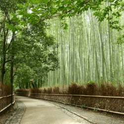 Arashiyama Bamboo Forest in Kyoto of Japan Stock Video Footage