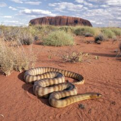 Woma Python Uluru National Park Australia