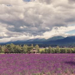 Download Lavender Field HD Wallpapers