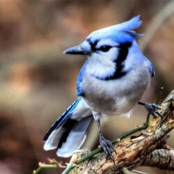 Animals For > Blue Jay Bird Wallpapers