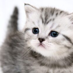 50 Free HD Cat Wallpapers