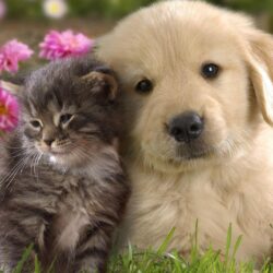 Labrador puppy and kitten wallpapers