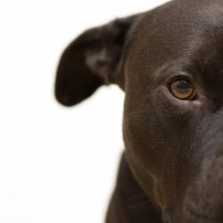 Pix For > Pit Bulls Wallpapers
