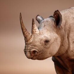 Wallpapers Rhinoceros Hd Desktop