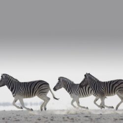 Zebras HD wallpapers