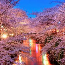 Cherry Blossoms in Tokyo : wallpapers