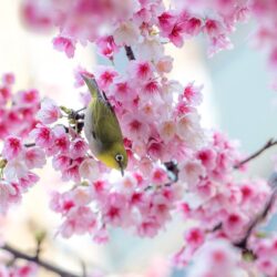 30 HD Cherry Blossom Wallpapers for Desktop
