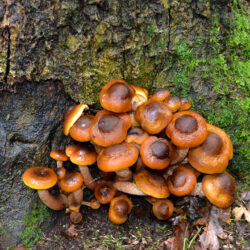 Mushrooms growing on tree