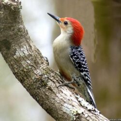 Download Red Bellied Woodpecker Wallpapers