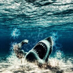 Wallpapers For > Shark Wallpapers Hd