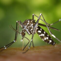 Free stock photos of mosquito · Pexels
