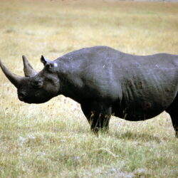 Wildlife photography of black rhinoceros standing on grass
