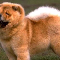 Free Chow Chow Wallpapers