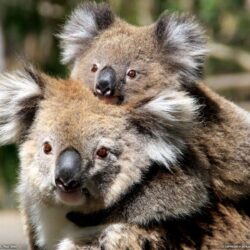 Mother and Baby Koala, Australia