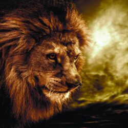 Wallpapers For > Lion Animal Wallpapers