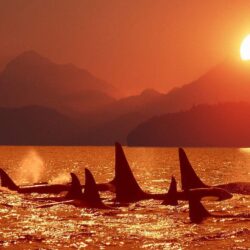 Killer Whales Wallpapers Image & Pictures