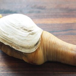Cleaning Geoduck