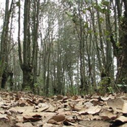 International Day of Forests – Planeta