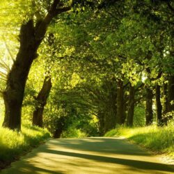 Nature trees forests paths woods sunlight wallpapers