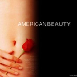 American Beauty Wallpapers Wallpapers