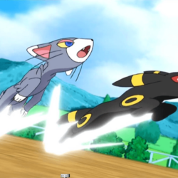 Glameow and Umbreon fight together.