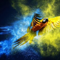 Birds: Macaw Artwork Parrot Wallpapers Of Birds With Flowers for HD