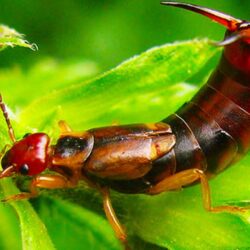 The GIANT EARWIG is now EXTINCT