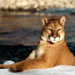 Cougar Wallpapers