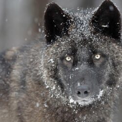 Black Wolf in Snow Wallpapers