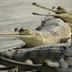 Gharials and mugger crocodiles coexist by separating