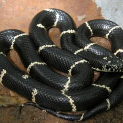 Eastern Kingsnake