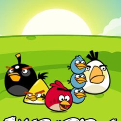 Angry Bird Wallpapers For Mobile Hd
