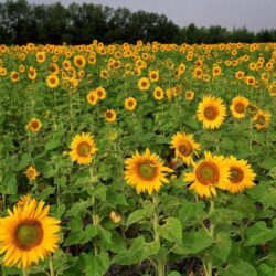 Field of Sunflowers, North Dakota Wallpapers by sosyalinsan