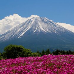 The Fuji Shibazakura Festival: thousands of flowers at the foot of