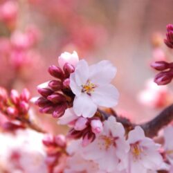 Cherry Blossom HD Wallpapers