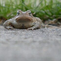 frog, toad 4k wallpapers and backgrounds