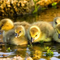 Baby Duck Wallpapers 13934 ~ HDWallSource