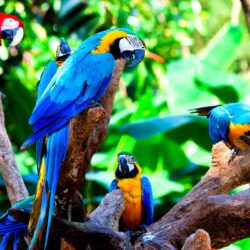 Macaw Wallpapers 10