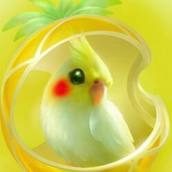 39455570 cute parrot wallpapers