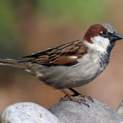 Sparrow Wallpapers 18939