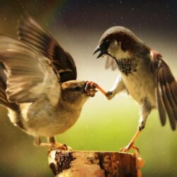 Two Fighting Sparrow in Rain