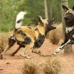 Free download WildLife African Wild Dog Facts Image